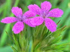 (Deptford Pink) (Deptford Pink)
