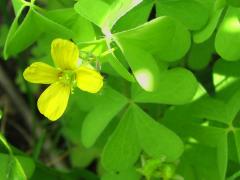 (Tall Wood Sorrel) (Tall Wood Sorrel)