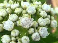 (Wild Quinine) (Wild Quinine)