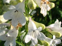 (Foxglove Beard Tongue) flower (Foxglove Beard Tongue) flower