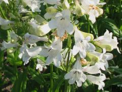(Foxglove Beard Tongue) flowers (Foxglove Beard Tongue) flowers