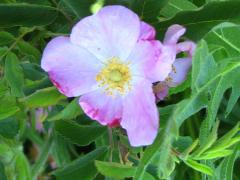(Early Wild Rose) flower (Early Wild Rose) flower