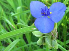 (Common Spiderwort) (Common Spiderwort)