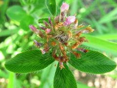 (Red Clover) (Red Clover)