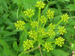 (Golden Alexanders) (Golden Alexanders)