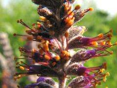 (Lead Plant) flower (Lead Plant) flower