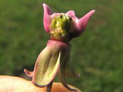 (Common Milkweed) pollinia (Common Milkweed) pollinia
