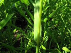 (Hungarian Brome) blade (Hungarian Brome) blade
