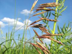 (Hungarian Brome) fruit (Hungarian Brome) fruit