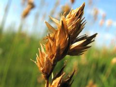 (Crested Oval Sedge) (Crested Oval Sedge)