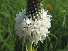 (White Prairie Clover) (White Prairie Clover)