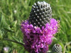 (Purple Prairie Clover) (Purple Prairie Clover)