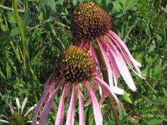 (Purple Coneflower) (Purple Coneflower)
