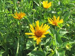 (False Sunflower) (False Sunflower)