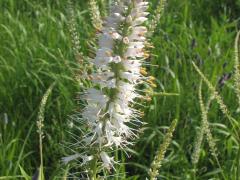 (Culver's Root) (Culver's Root)