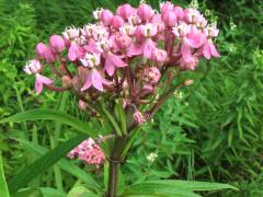 (Swamp Milkweed) (Swamp Milkweed)