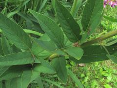(Showy Tick Trefoil) leaves (Showy Tick Trefoil) leaves