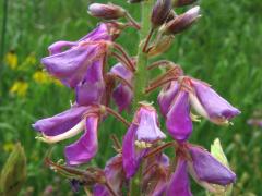 (Showy Tick Trefoil) (Showy Tick Trefoil)