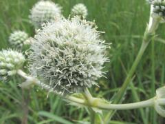 (Rattlesnake Master) (Rattlesnake Master)