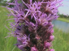 (Prairie Blazing Star) flower (Prairie Blazing Star) flower