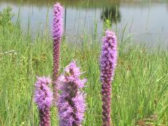 (Prairie Blazing Star) inflorescence (Prairie Blazing Star) inflorescence