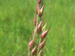 (Switch Grass) fruit (Switch Grass) fruit