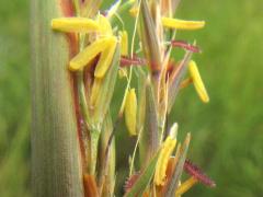 (Big Bluestem) flowers (Big Bluestem) flowers