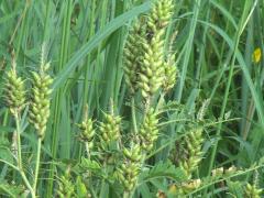 (Canadian Milk Vetch) fruit (Canadian Milk Vetch) fruit