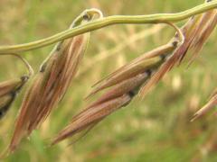 (Side-oats Grama) fruit (Side-oats Grama) fruit