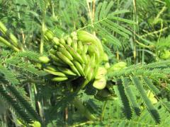 (Illinois Bundleflower) fruit (Illinois Bundleflower) fruit