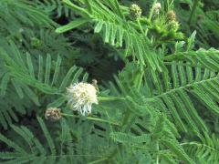 (Illinois Bundleflower) inflorescence (Illinois Bundleflower) inflorescence