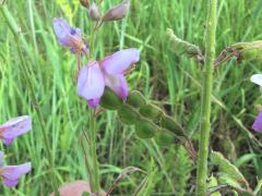 (Showy Tick Trefoil) (Showy Tick Trefoil)