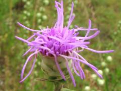 (Rough Blazing Star) flower (Rough Blazing Star) flower