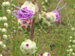 (Rough Blazing Star) flowers (Rough Blazing Star) flowers