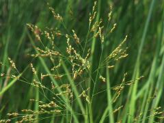 (Switch Grass) (Switch Grass)