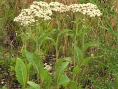 (Wild Quinine) (Wild Quinine)