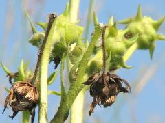 (Compass Plant) chopped heads (Compass Plant) chopped heads