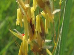 (Indian Grass) flowers (Indian Grass) flowers