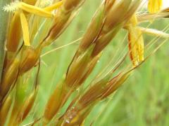 (Indian Grass) stamens and stigmas (Indian Grass) stamens and stigmas