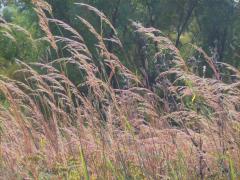 (Hungarian Brome) (Hungarian Brome)