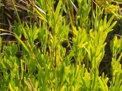 (Prairie Coreopsis) (Prairie Coreopsis)