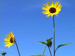 (Garden Sunflower) (Garden Sunflower)