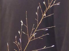 (Switch Grass) (Switch Grass)