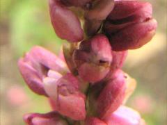 (Pennsylvania Knotweed) inflorescence (Pennsylvania Knotweed) inflorescence