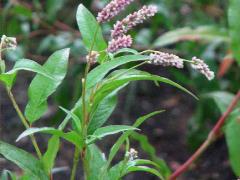 (Pennsylvania Knotweed) plant (Pennsylvania Knotweed) plant