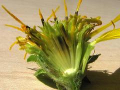 (Rosinweed) cross section (Rosinweed) cross section
