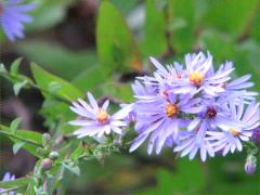 (Smooth Blue Aster) (Smooth Blue Aster)