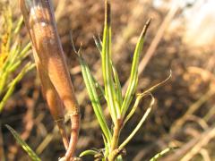(Whorled Milkweed) fruit (Whorled Milkweed) fruit