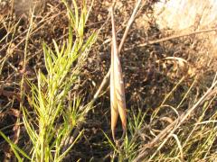 (Whorled Milkweed) plant (Whorled Milkweed) plant