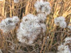 (Stiff Goldenrod) fruit (Stiff Goldenrod) fruit